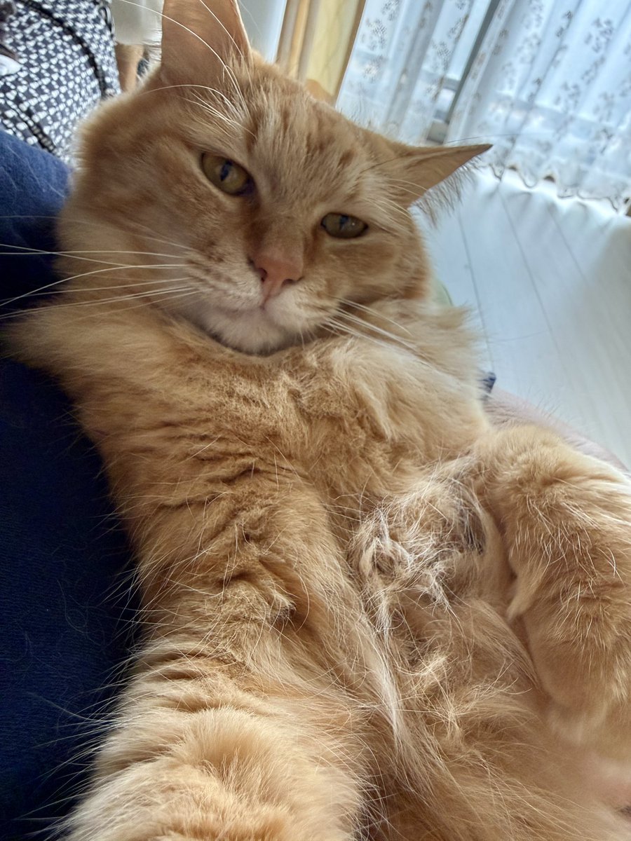 ほとぷぅとごうとけん(保護猫出身茶トラ兄弟猫・ねこ) tweet media