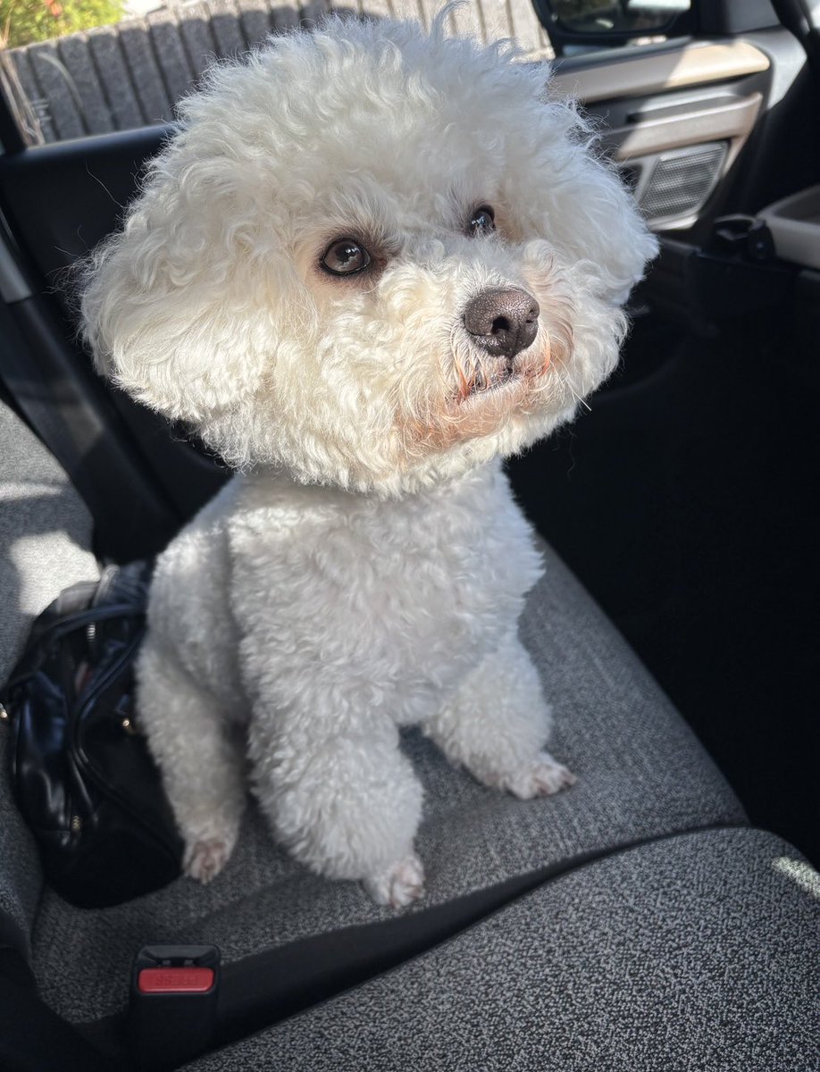 おこめ tweet media