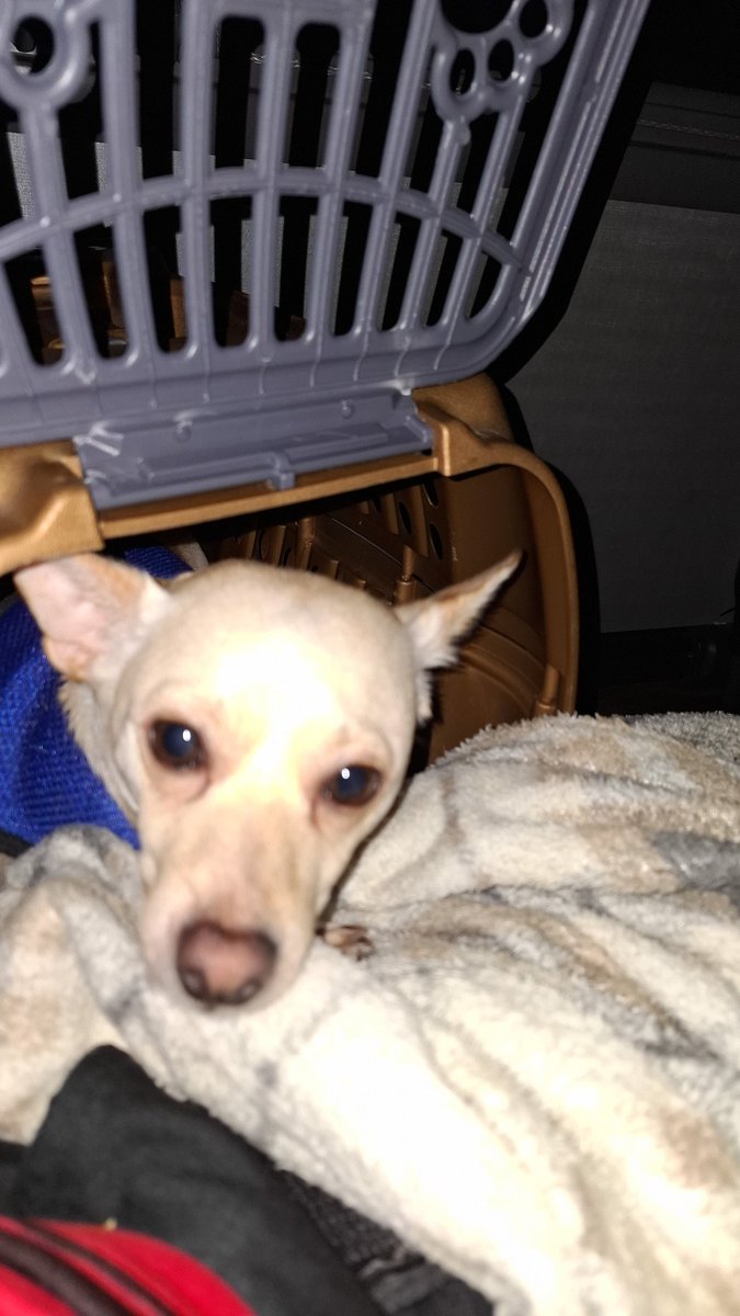 christoph tarten fãs senador camará tweet media