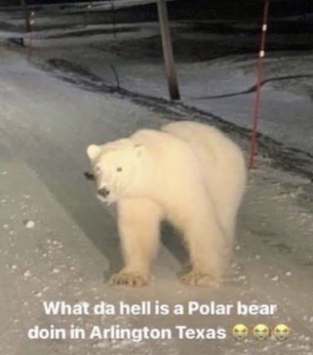 ten thousand bees tweet media