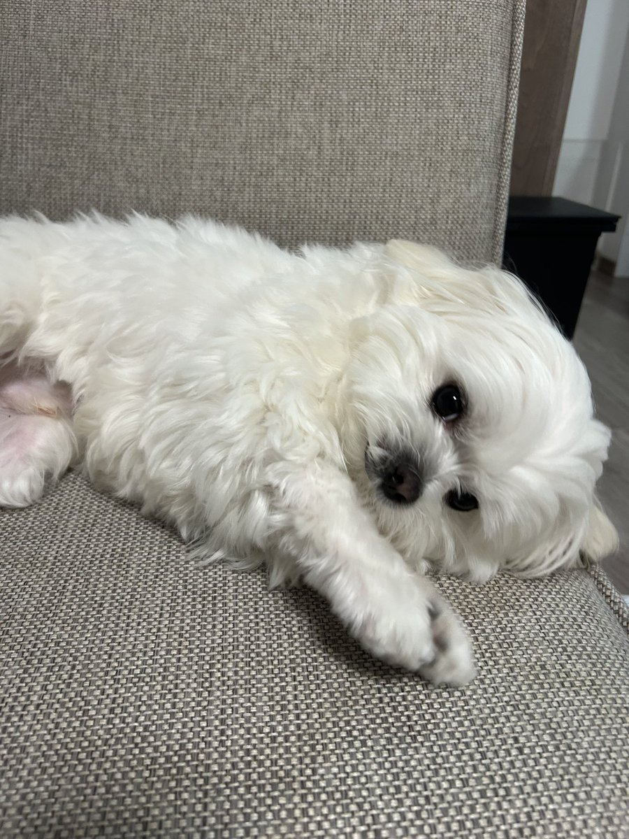 社会のストレスに効く犬 tweet media