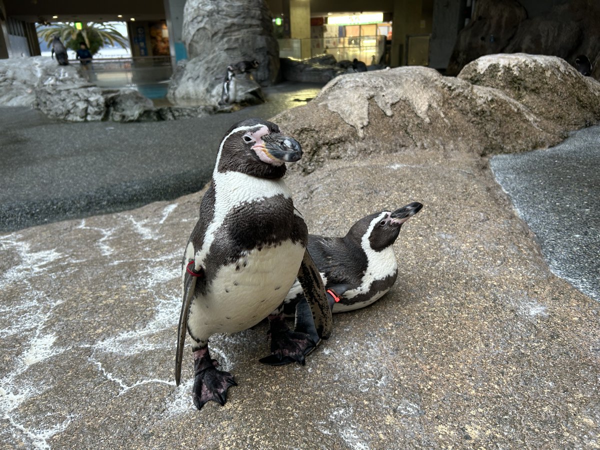 NagasakiPengin's tweet image. 踏んでます
#長崎ペンギン水族館 #penguin #aquarium
#長崎 #長崎観光 #水族館 #ペンギン
#フンボルトペンギン #迷惑そう