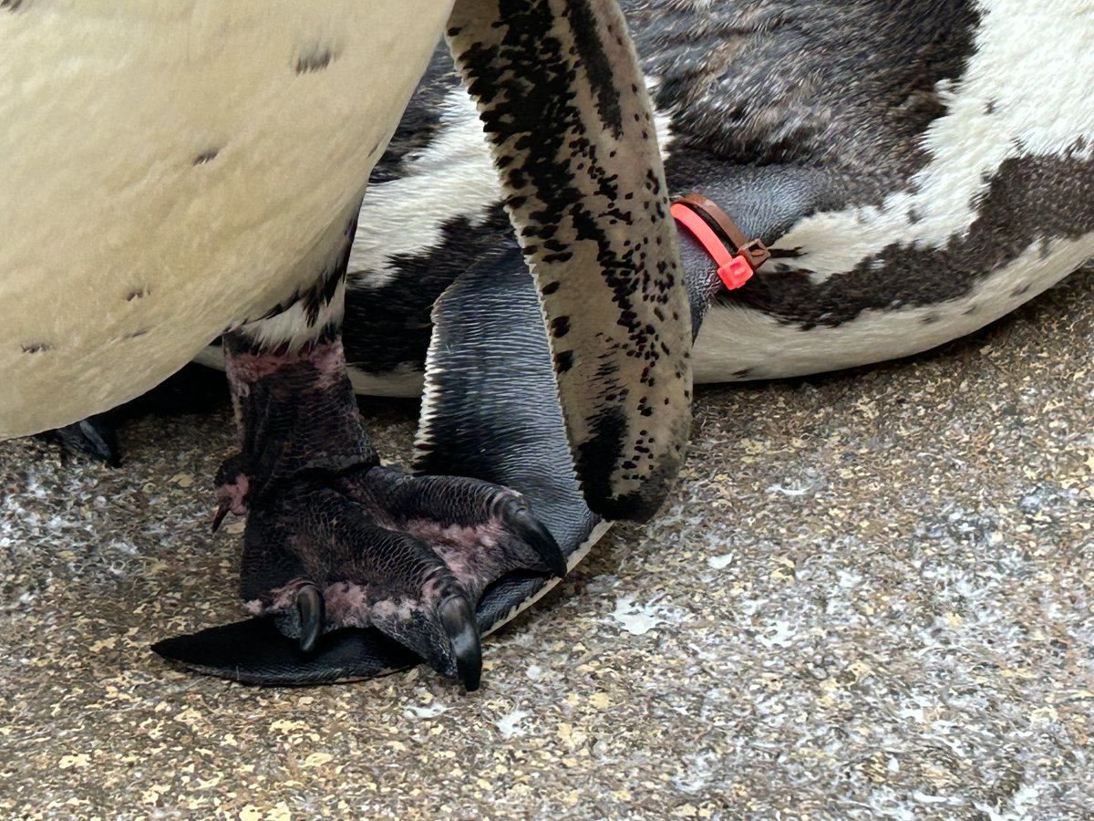 NagasakiPengin's tweet image. 踏んでます
#長崎ペンギン水族館 #penguin #aquarium
#長崎 #長崎観光 #水族館 #ペンギン
#フンボルトペンギン #迷惑そう