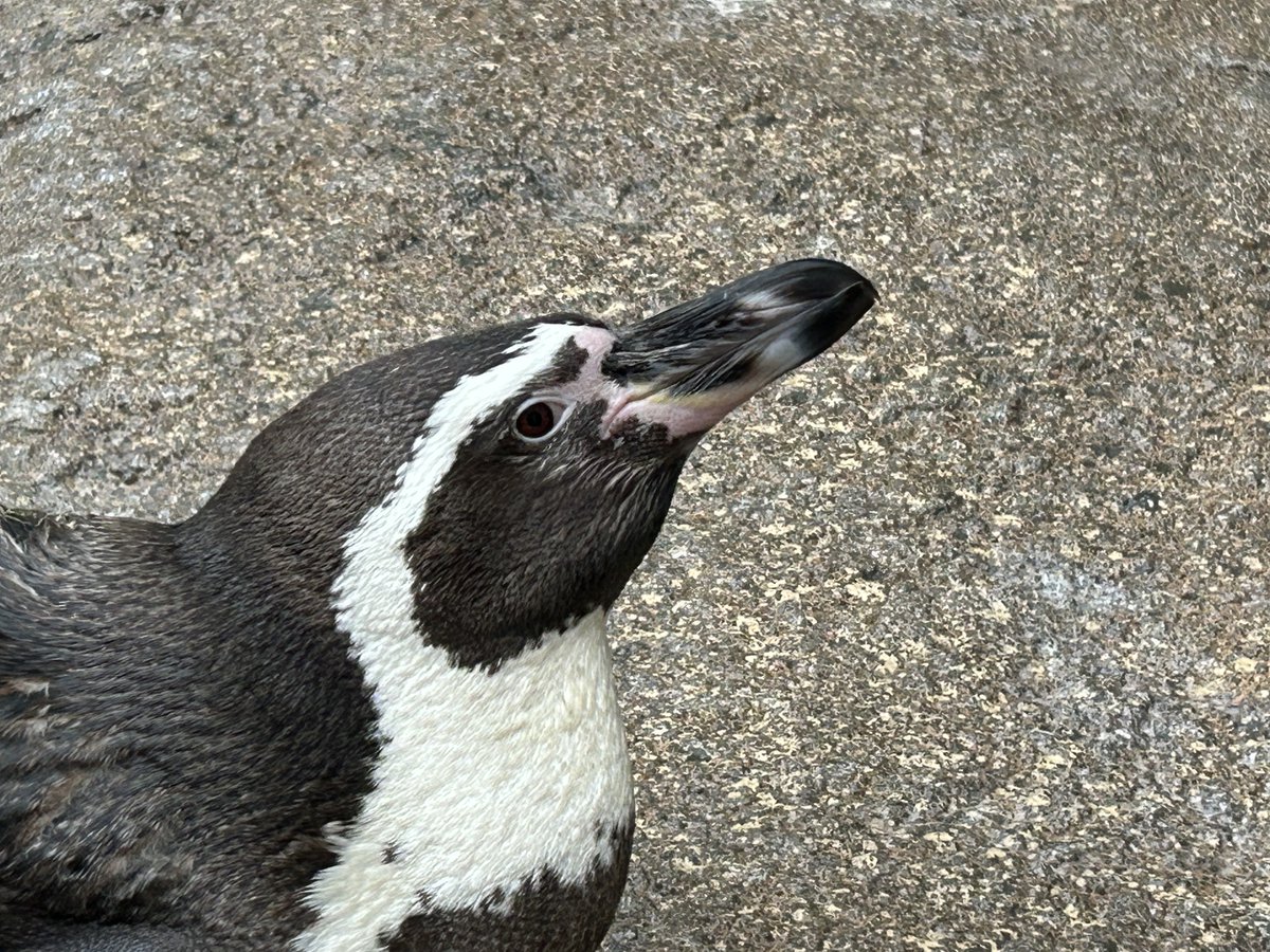 NagasakiPengin's tweet image. 踏んでます
#長崎ペンギン水族館 #penguin #aquarium
#長崎 #長崎観光 #水族館 #ペンギン
#フンボルトペンギン #迷惑そう
