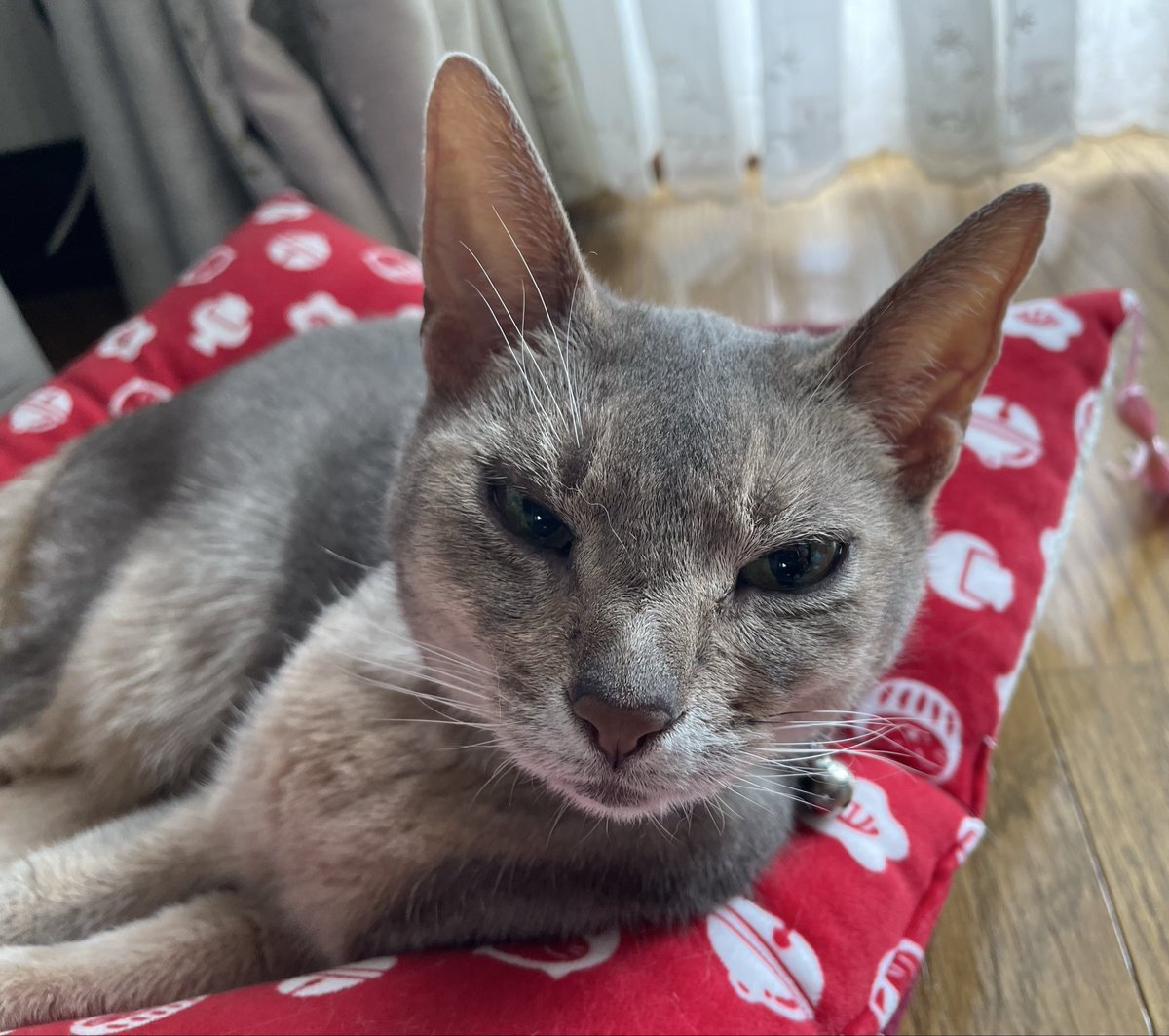2abyssinian22's tweet photo. おはにゃん₍˄·͈༝·͈˄₎◞ ̑̑ෆ⃛
可愛いから
見て下さい🤣
#猫がいる生活 
#猫がいる幸せ 
#猫のいる暮らし
#アビシニアン
#猫好きさんと繋がりたい
#道東暮らし https://t.co/FYIZmnlrOT