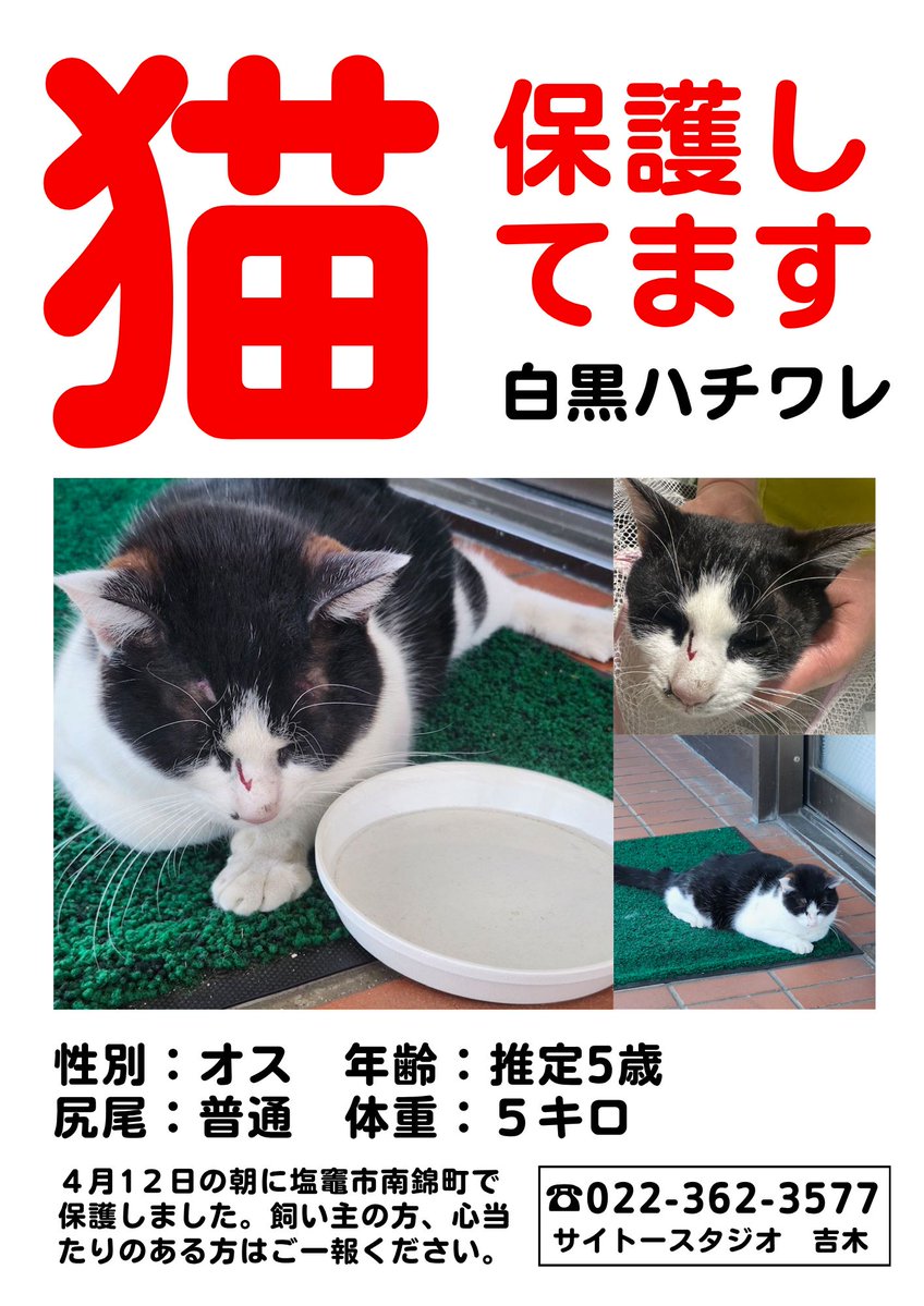 サイトースタジオ tweet media