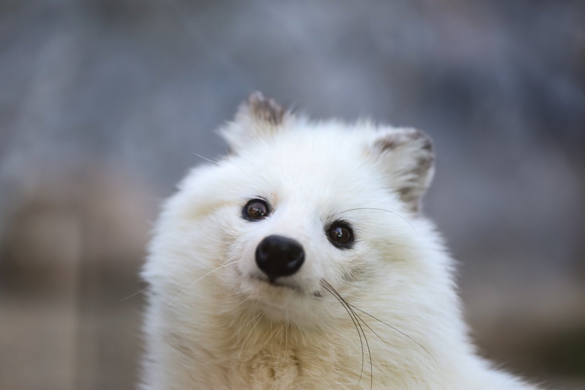 ぱるふぃ tweet media