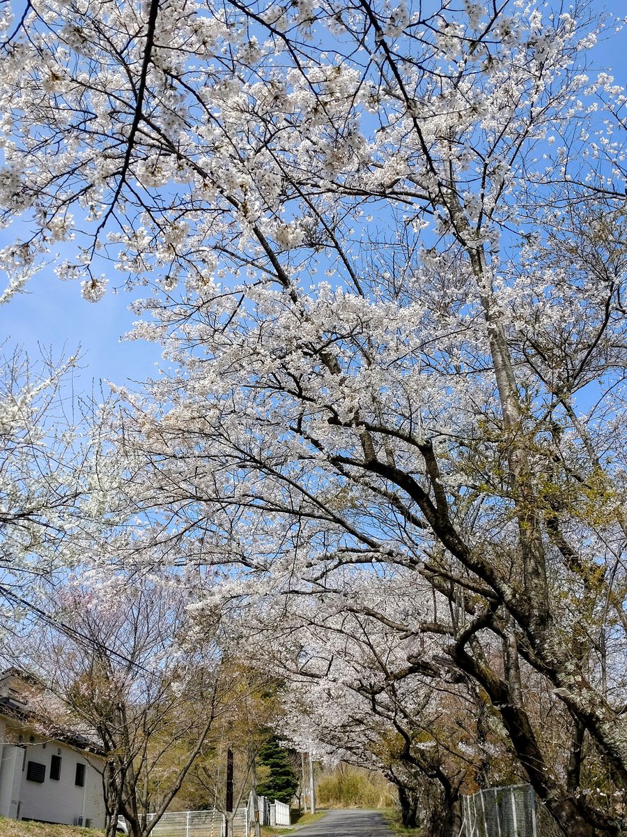 今朝は風が無い岳温泉！どうにかまだ見頃が続いています。桜坂だけで無くて、旧道や桜坂と並ぶ2本の坂道も是非見て下さいね！
#シェア天
#ふくいま
#空ネット
＃ゴジテレ
