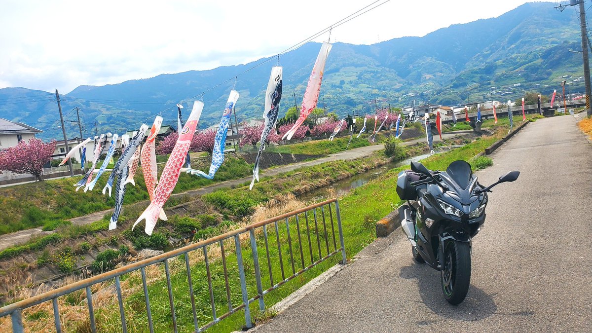 tsubutubusuki's tweet image. 去年ロープ切られている事件があり、今年の鯉のぼり心配でしたが...

今年も有難いことに、鯉のぼりをあげてくれている様子でした🎏✨
また寄らせてもらおう～♪
(写真は過去pic)
#鯉のぼり #Ninja