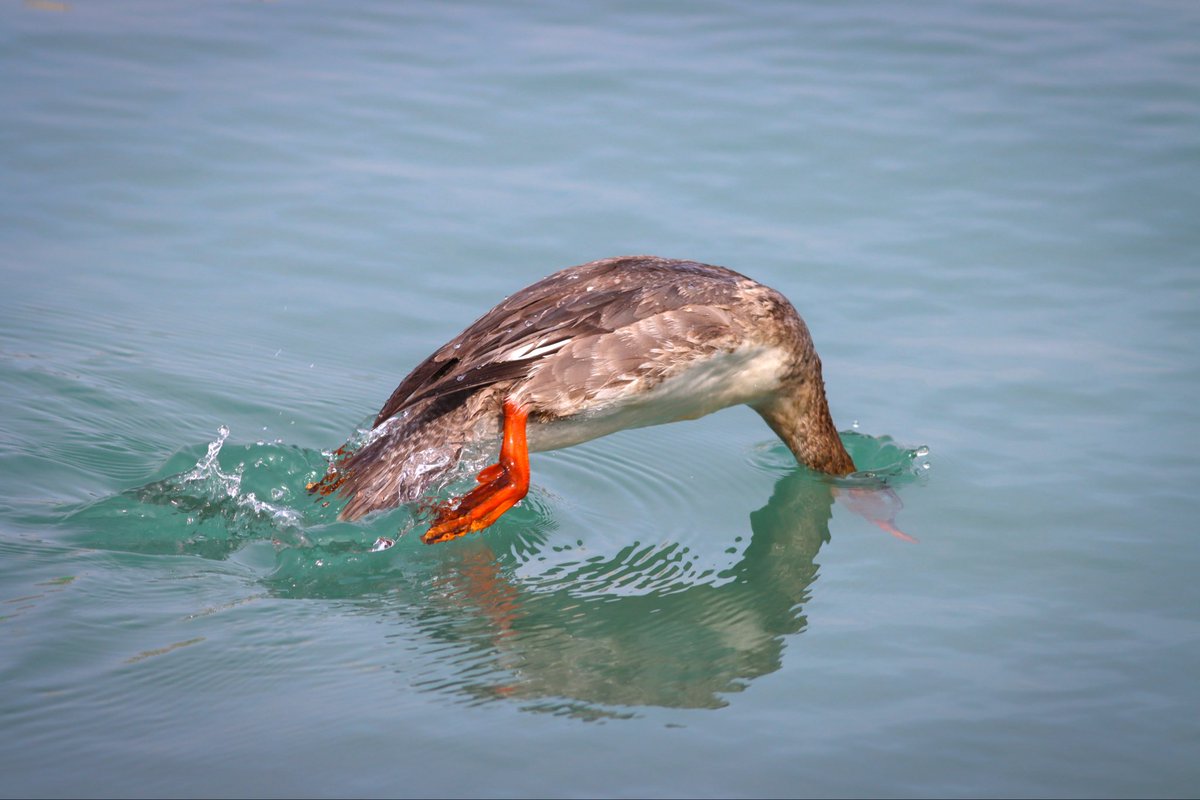 ShotInChi's tweet photo. Red-Breasted Merganser diving for fish in Chicago today

#Chicago https://t.co/Gjrrt77Acl