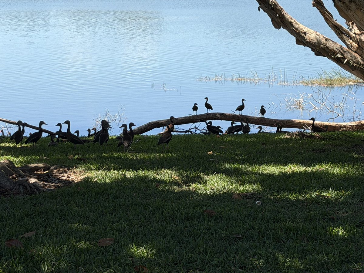 SkittlesFriends's tweet photo. Skittles: The was a Big Duck Convention in the backyard at the Big Guy’s Moms house this #SundayAfternoon when he was over for lunch and to do projects for her. 
🏡🦆🦆🦆🦆🦆🦆🦆🦆🦆🦆🦆🦆🏡
#DucksofTwitter 
#NaturePhotography 
#NatureisAmazing https://t.co/vOrz4VgDfz