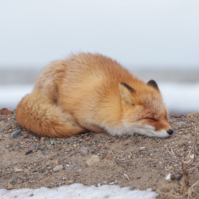 여리🦊 tweet media