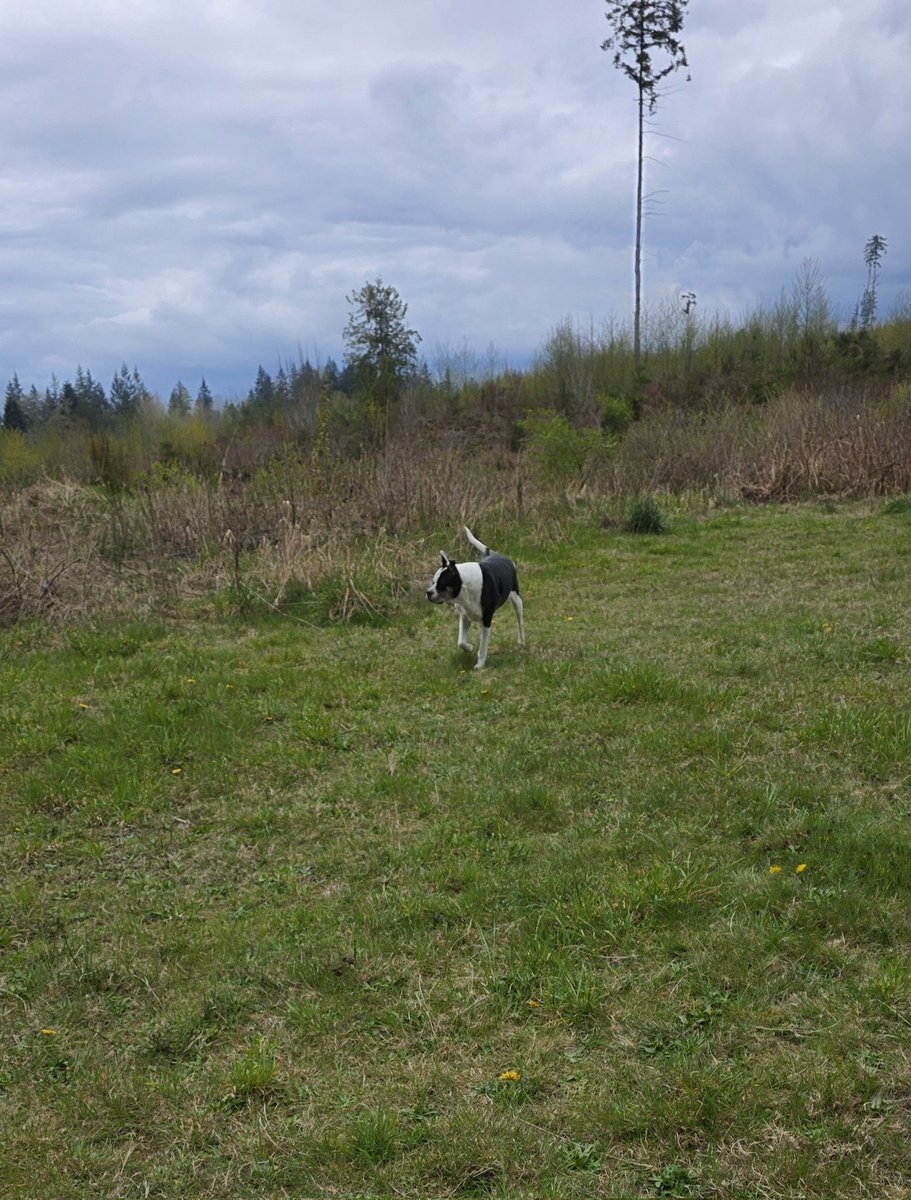 CrazyMistyCat's tweet photo. I just claimed 8.00 B3TR for scooping up 2x after my pup! 🐶

Join me in turning dog poop into rewards – let's keep the environment clean! 🌱

Follow us at @ScoopUp_vet

https://t.co/lavgkatRUD

#ScoopUp #VeBetterDAO #VeChain #dogsofVeChain https://t.co/u1UzMeBCYg
