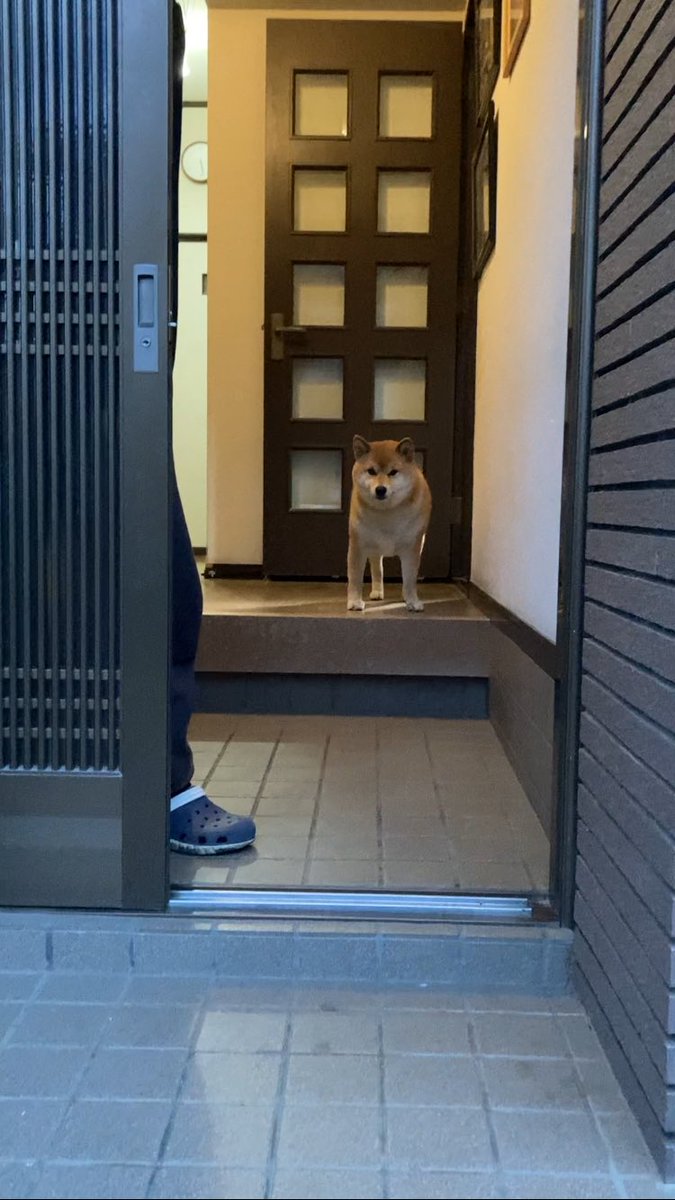 Takasan43228157's tweet image. 毎朝のうちの心亜さんのお見送り。

#dogsofinstagram #心亜 #柴犬との暮らし #柴犬のいる生活 #柴犬のいる幸せ #柴犬が好き過ぎるで使っていいよ #shibainu