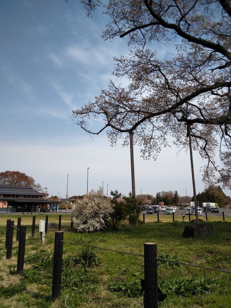 道の駅安達万燈桜 tweet media