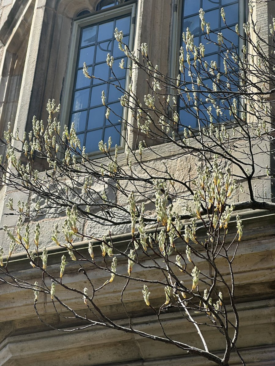 Phthalogen. tweet media