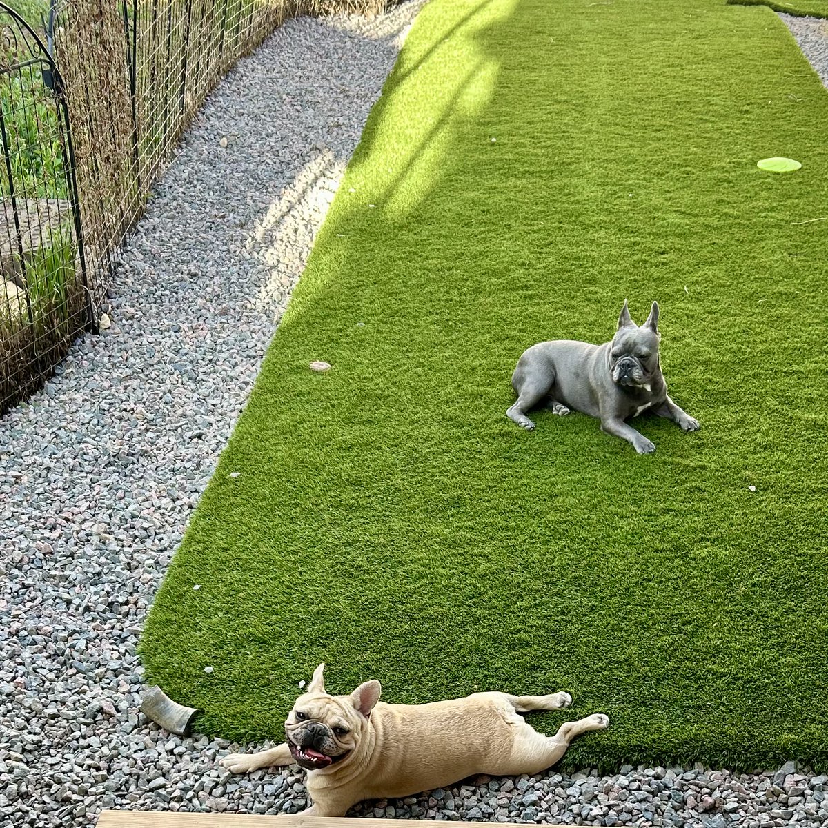 andouillepup's tweet image. #frenchies