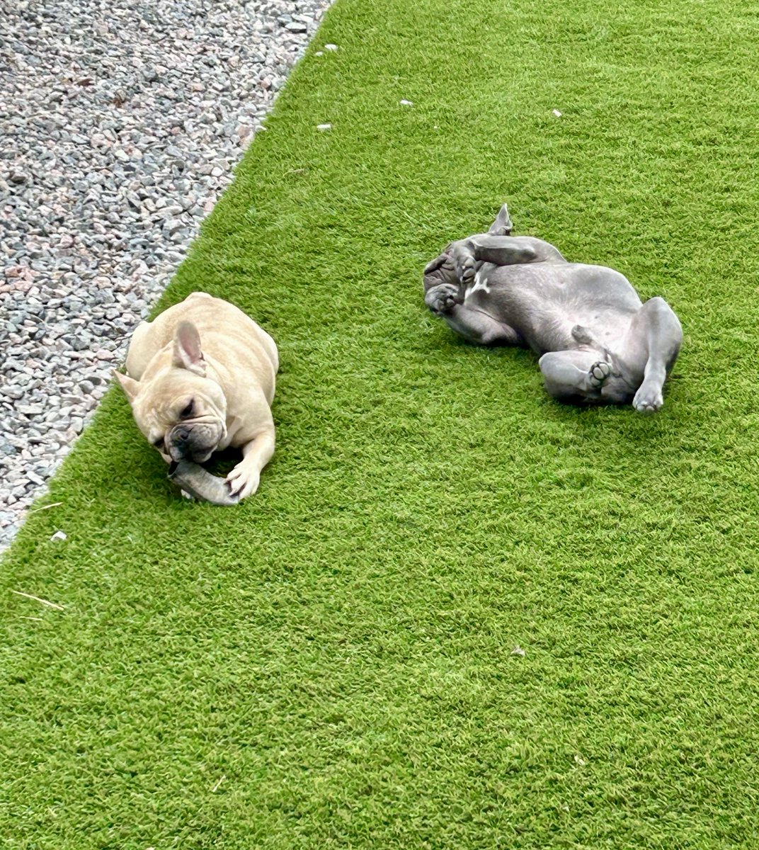 andouillepup's tweet image. #frenchies