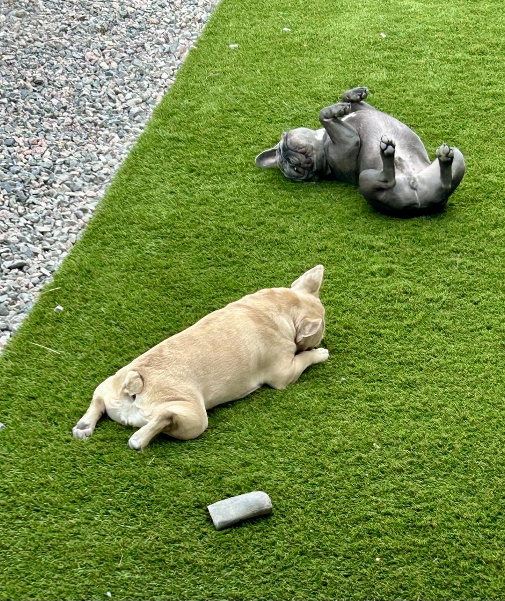 andouillepup's tweet image. #frenchies