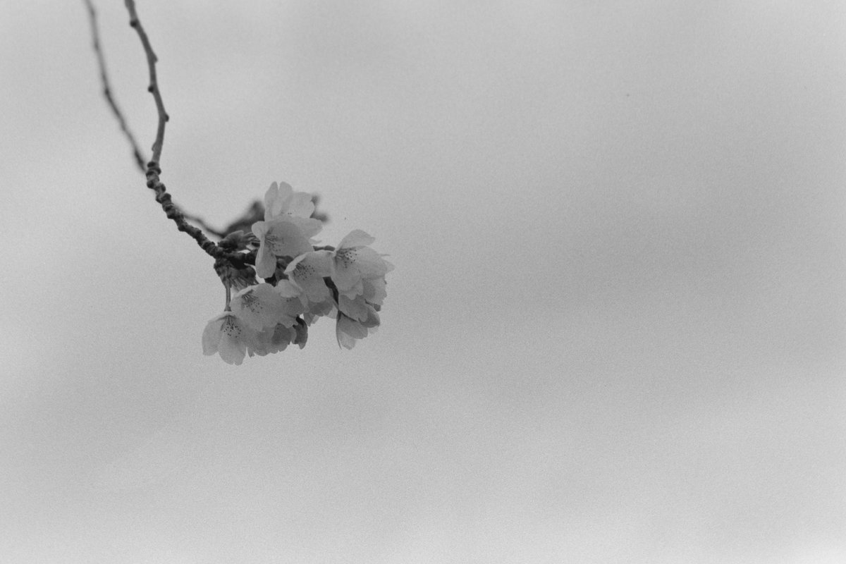 Canon NewF-1
NFD 85mm F1.8
モノクロMARIX200
Rodinal 22℃ 1+100 
55min静止現像

また来年🌸

#フィルムカメラ
#MARIXフィルム