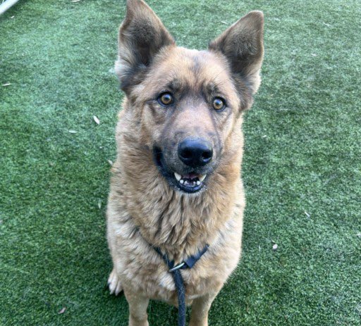 SabaMekaZeus's tweet image. 🆘 CRITICAL in #California 🐕

WOODY is a Gorgeous 7 yr old Shepsky who Urgently needs a HERO to Save Him from Chesterfield Square, South LA, California 

To ADOPT or FOSTER:
&amp;gt;Check link for Address Location 
&amp;gt;Go to Chesterfield Square AS
&amp;gt;Ask for ID: #A2245238
&amp;gt;ADOPT or FOSTER
