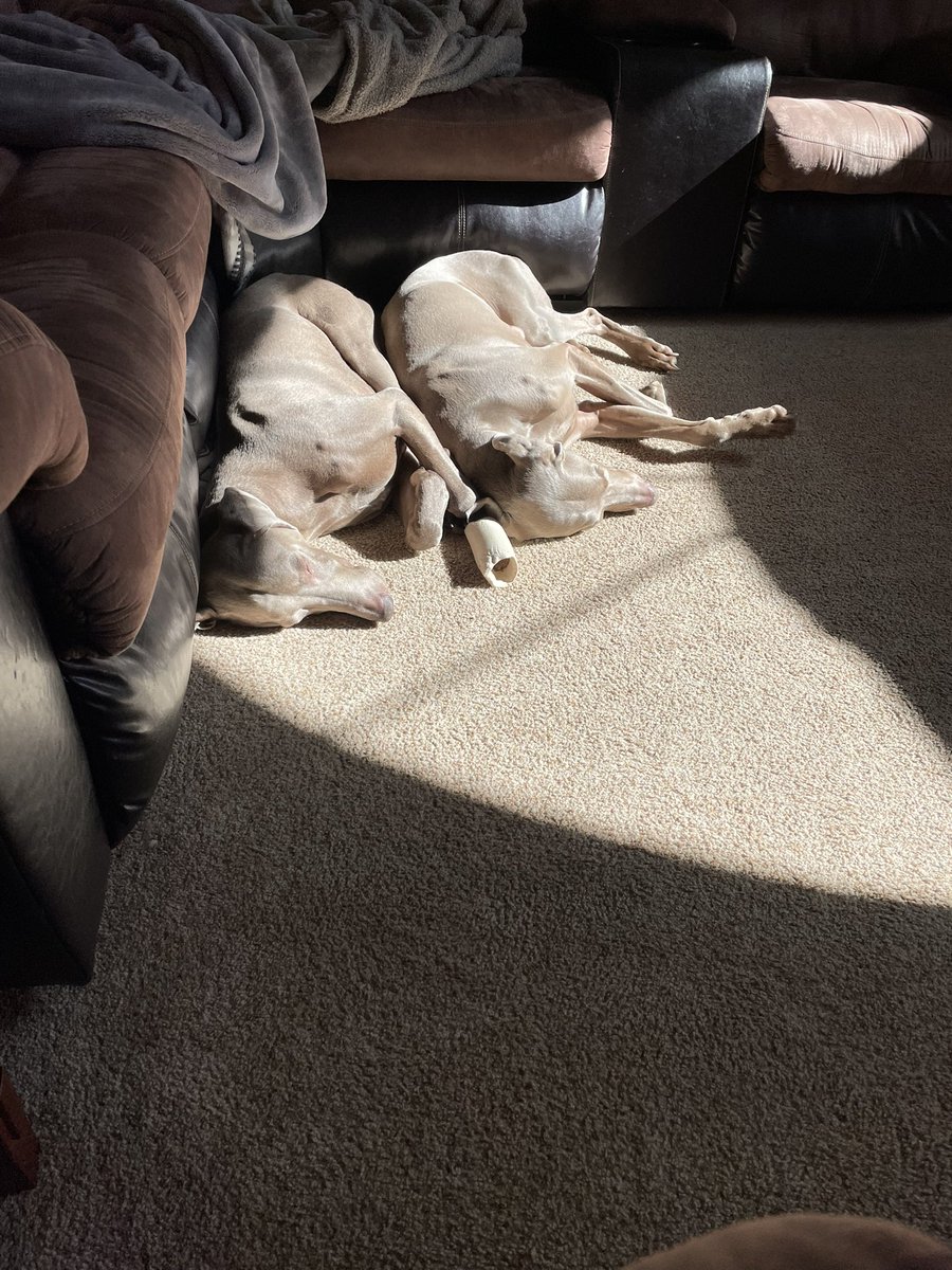 TracyRudolph2's tweet photo. @buitengebieden Boone and Cash. Weimaraners. Our upland hunting dogs. https://t.co/PDfoBpVRyW