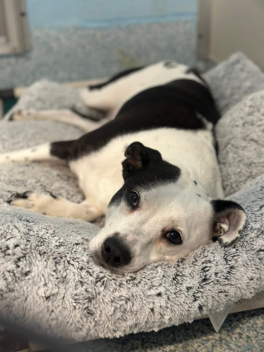 Loudoun Community Cat Coalition tweet media