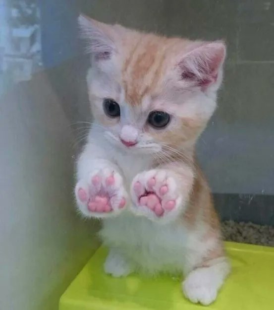 みなさんおはようございます。今日の写真。
「パントマイム」
#猫 #猫好きさんと繋がりたい #Cat