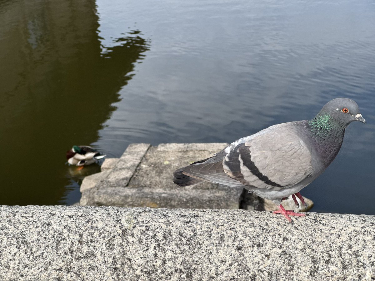 かりんか tweet media