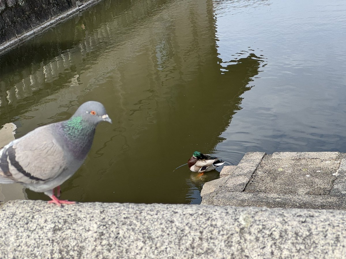 かりんか tweet media