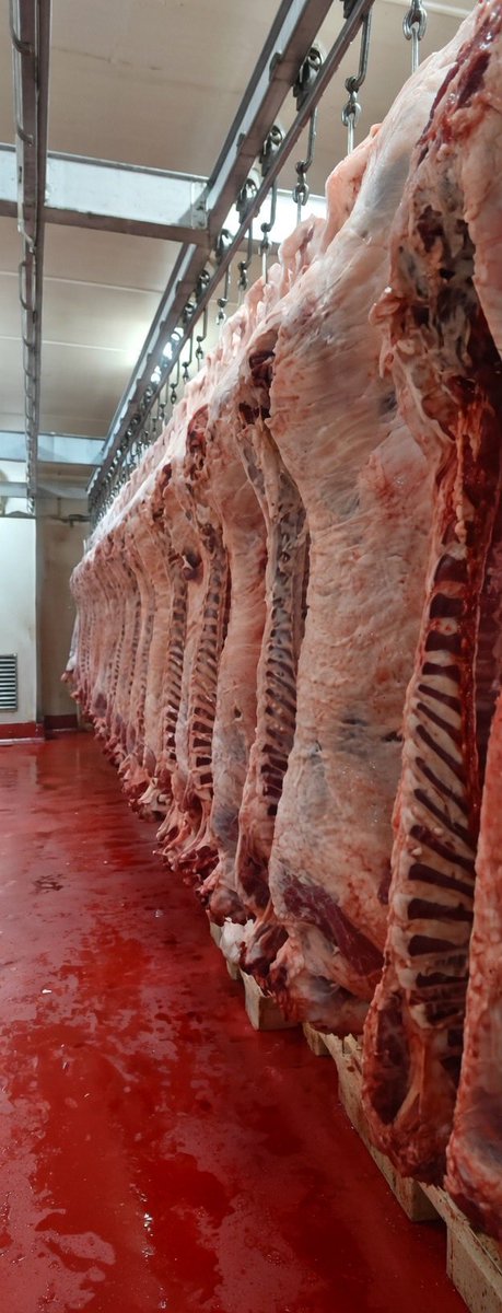 CACHO SCHIFFO tweet media