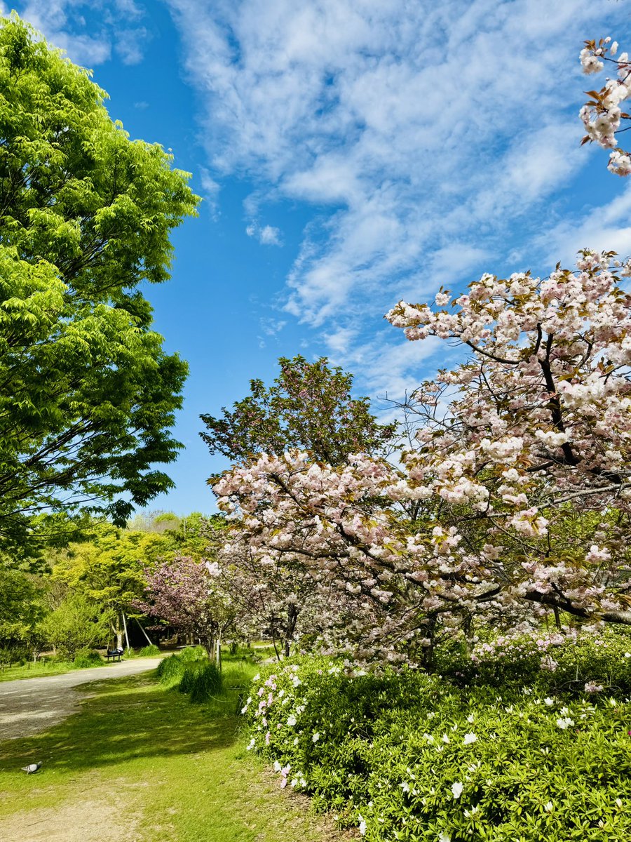 かりんか tweet media