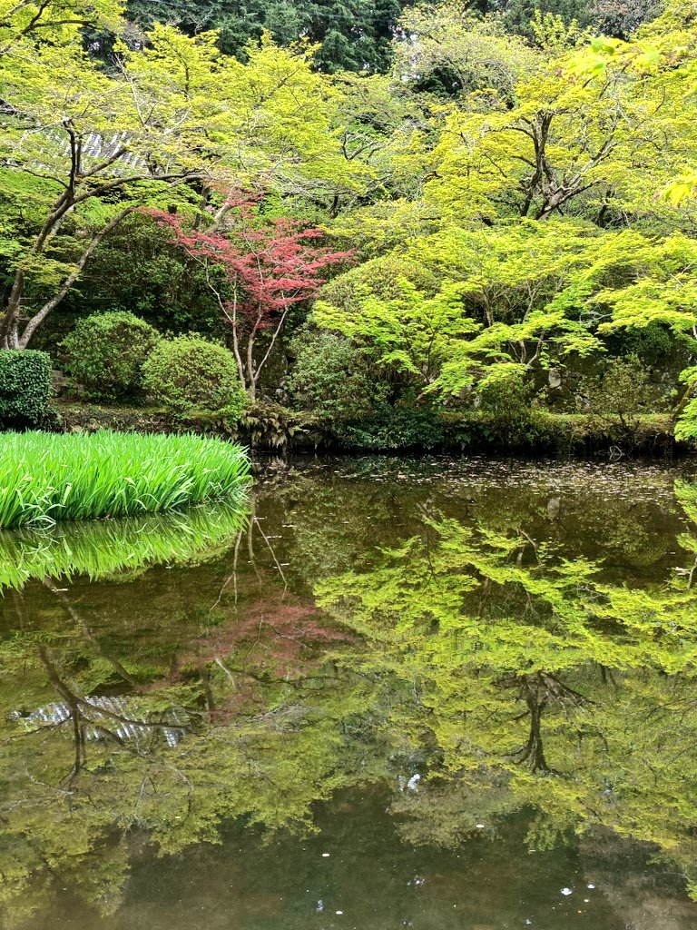 新緑も紅葉も美しい モミジ 天の川 820 樹高90cm位 アマノガワ 青モミジ 新緑も紅葉も美しい モミジ 天の川 821 樹高90cm位 アマノガワ 青