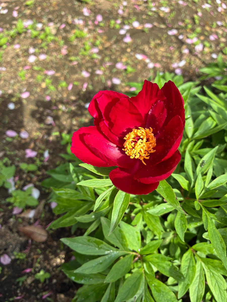 町田市観光コンベンション協会 tweet media