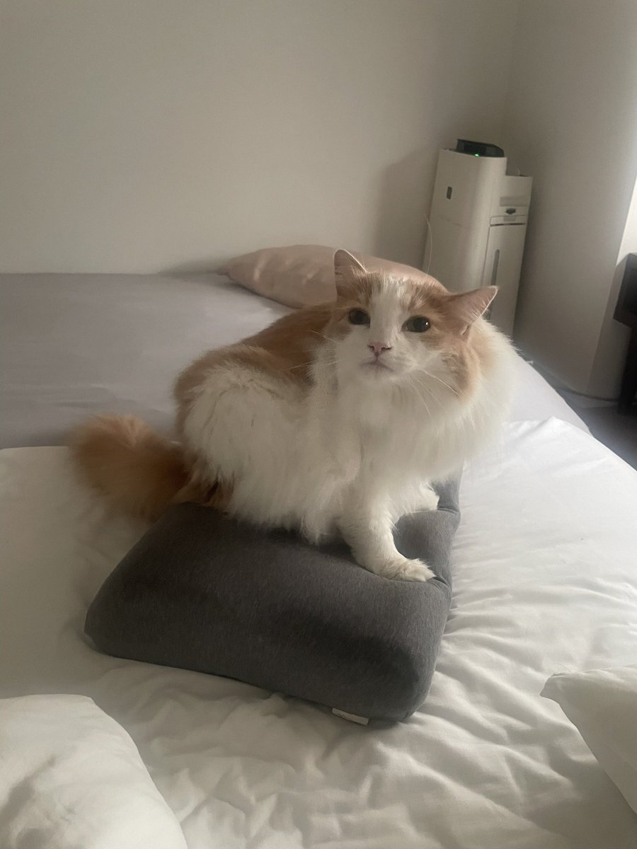 pari2mofu2's tweet image. いいよいいよ、家にある枕は全て猫用だからね……………