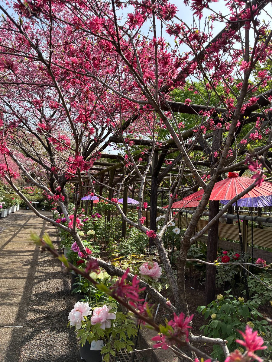 町田市観光コンベンション協会 tweet media