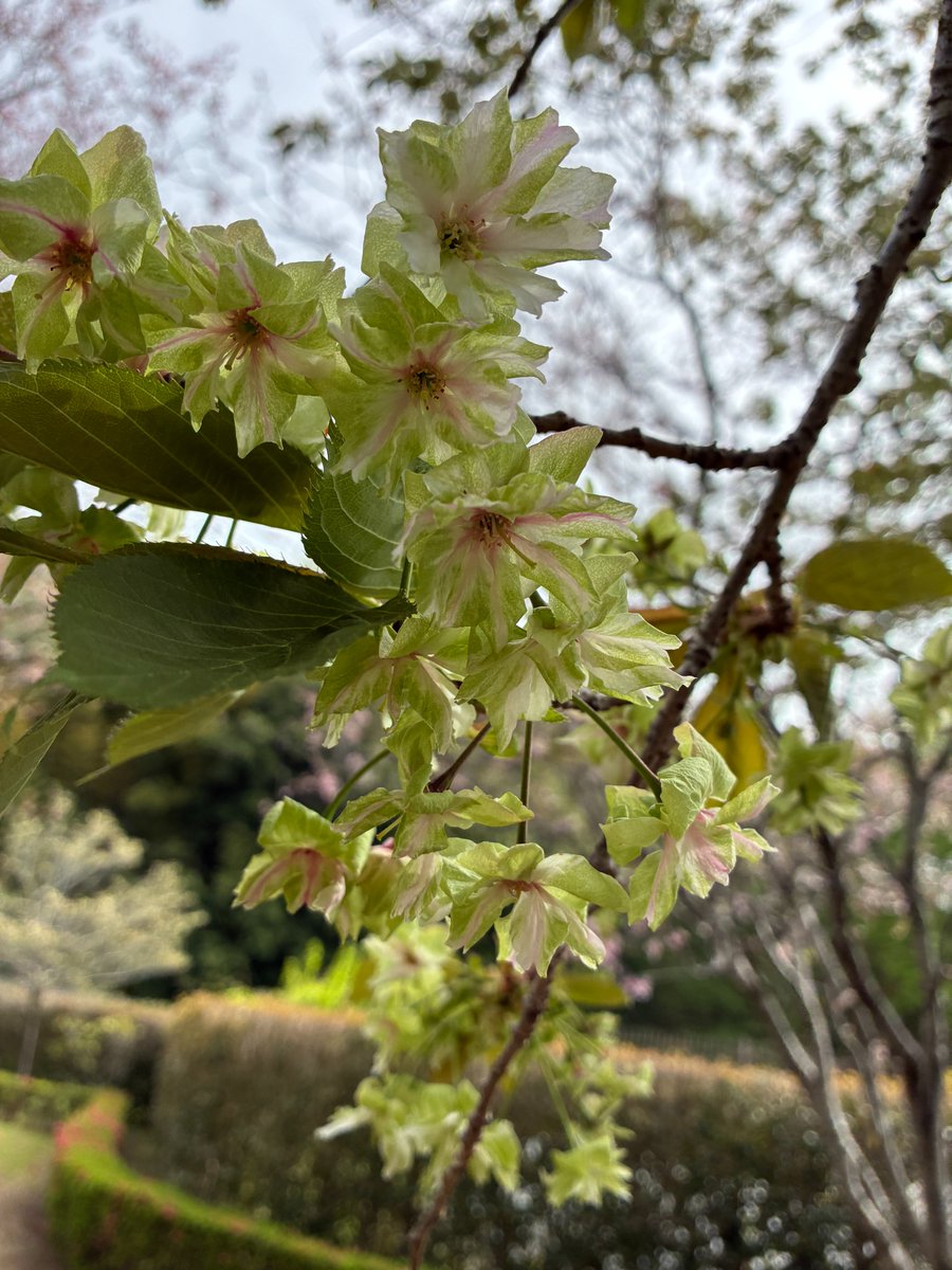 町田市観光コンベンション協会 tweet media