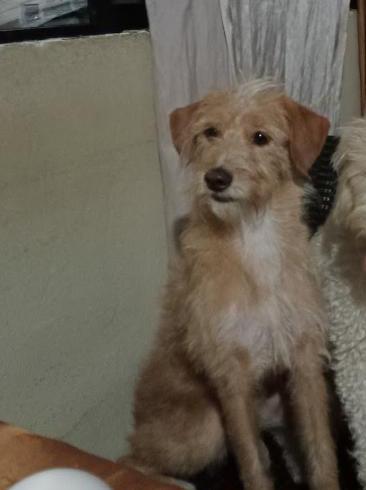 #PERDIDA #GUAYAQUIL
Nombre: #Nicky
Fecha: 10-04-26
Sector: Sur, 14 y Medardo Ángel Silva
Sexo: Hembra
Raza: Mestizo
Obsv.: Pelaje café claro, color blanco en el pecho y sobre la cabeza tiene mechones blancos
Contacto: 0986126910
¡Ayúdala a volver con su familia!
#AlertaMePerdí