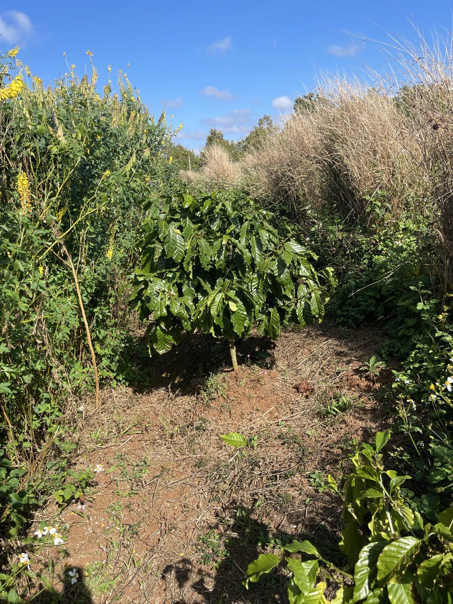 Trungkts tweet media