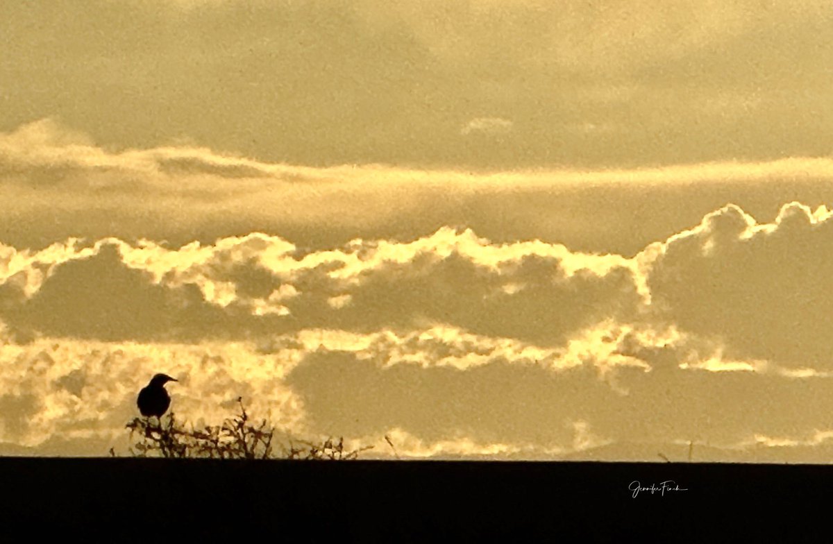 j3nf1nch's tweet photo. Meadowlark at sunset on the Pawnee National Grassland. 

#cowx https://t.co/0dOhnyZLvm