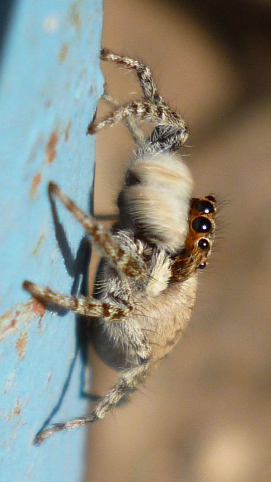 𝘚𝘵𝘦𝘱𝘩𝘢𝘯𝘪𝘦 tweet media