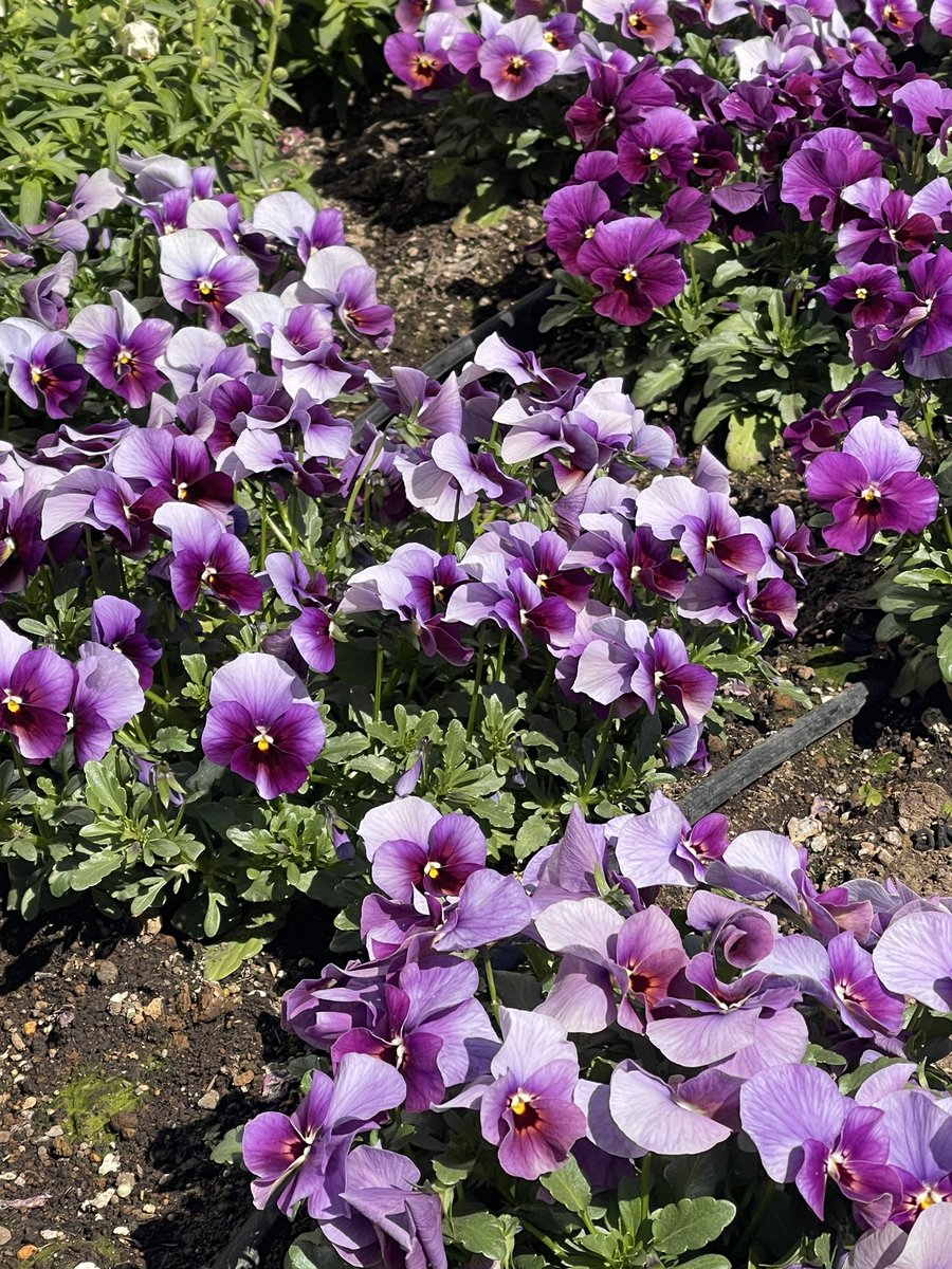 笑門来福くん tweet media