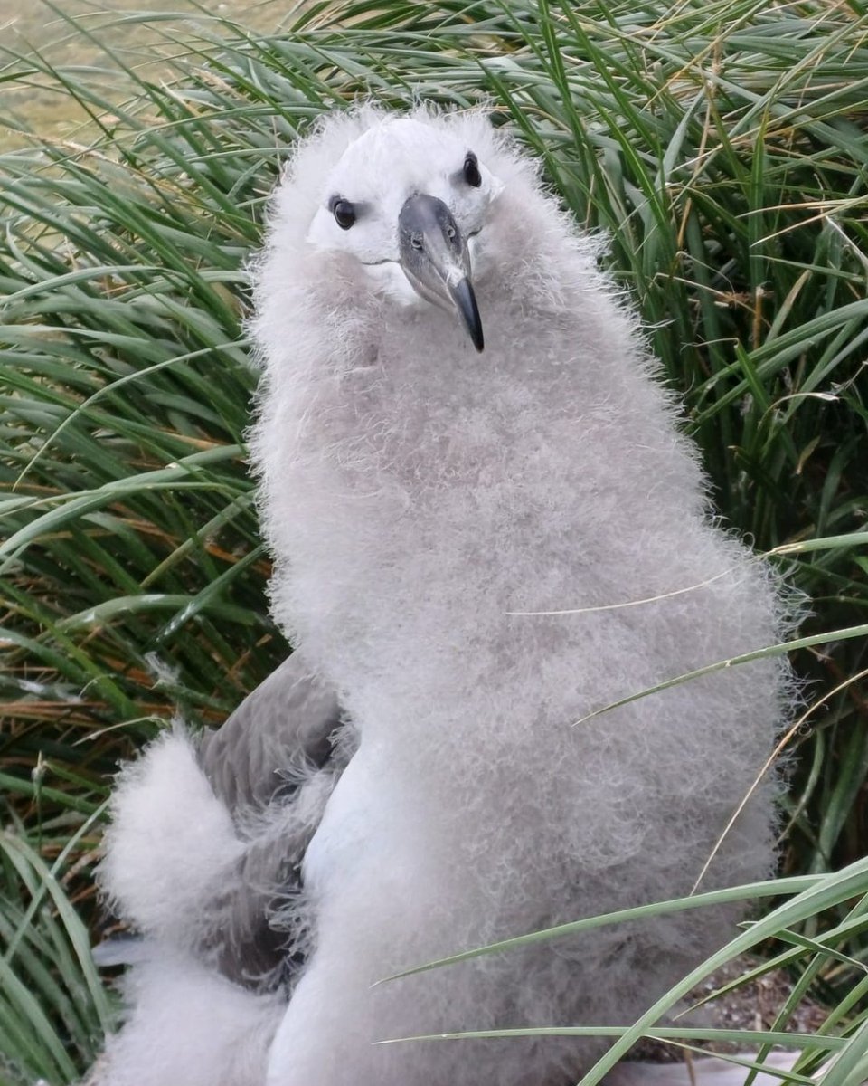 大人っぽいひなちゃん🐥

こちらはマユグロアホウドリのひなちゃんです。綿羽がだいぶ生え替って頭とお顔は大人っぽい羽になったので、親鳥さんのような凛とした表情に近づいてきました。

お顔・首まわりにふわふわをまとったモデルさんみたいでカッコいいね😊

📷 Hannah Greetham