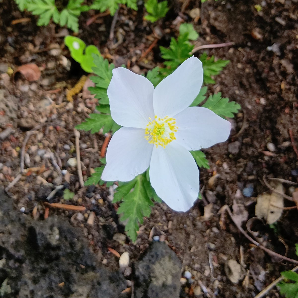 おがっつ@こげら。'26 tweet media