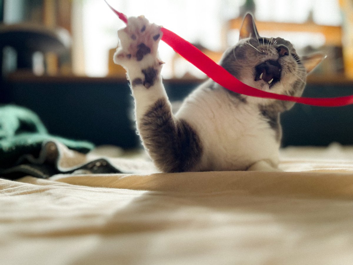 MEG THE CAT tweet media