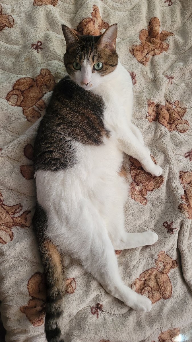 Junici4's tweet photo. おはよー
#猫
#猫好き
#猫のいる暮らし https://t.co/BM8uPay592