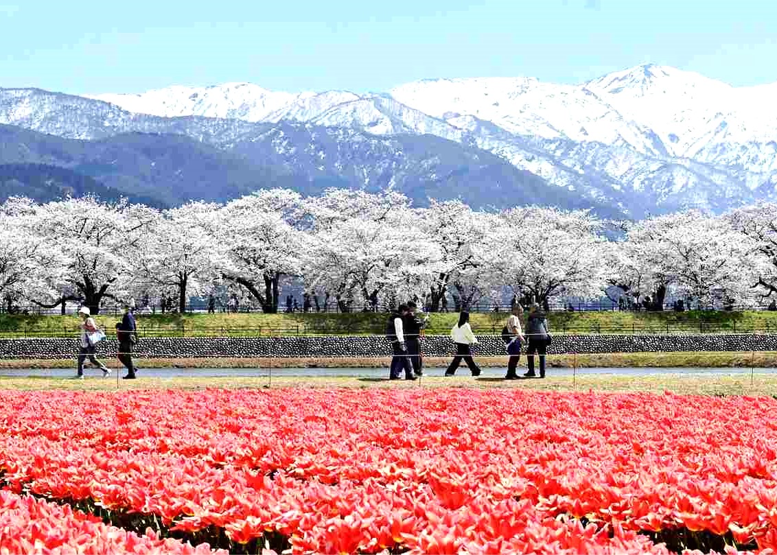 CEREZOS EN FLOR, TULIPANES Y MONTAÑAS NEVADAS EN TOYAMA

Los cerezos y los tulipanes florecen a lo largo de las orillas del río Funa en Asahi, prefectura de Toyama.

instagram.com/p/DXDViv-jAAZ/
