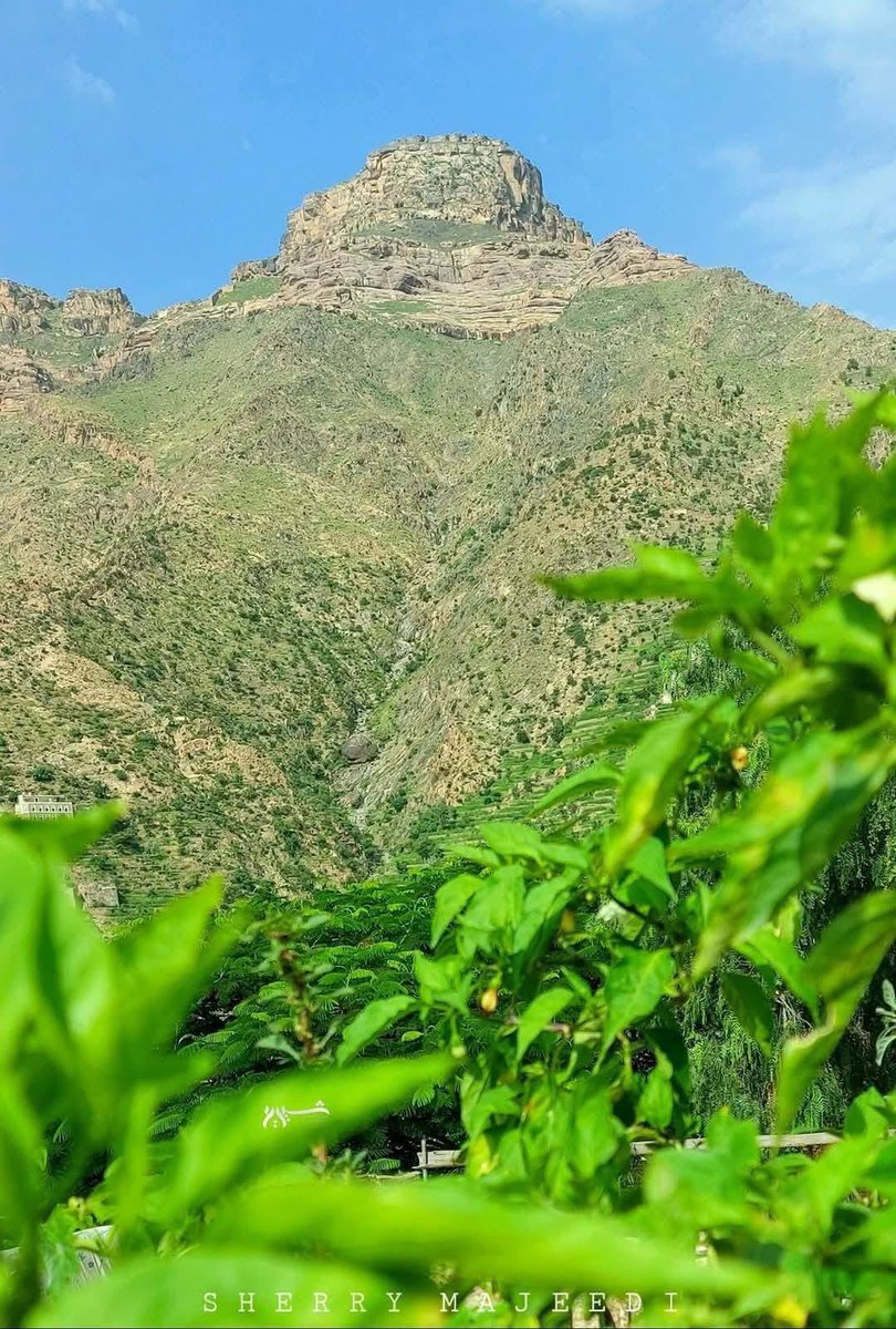 تيمـن 🇾🇪𓃵 tweet media