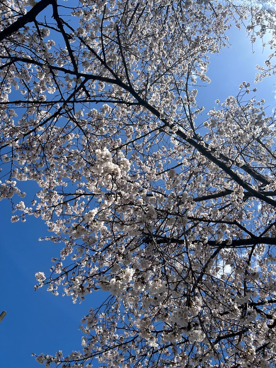 🍵さくら🌸茶蔵webshop【公式】 tweet media