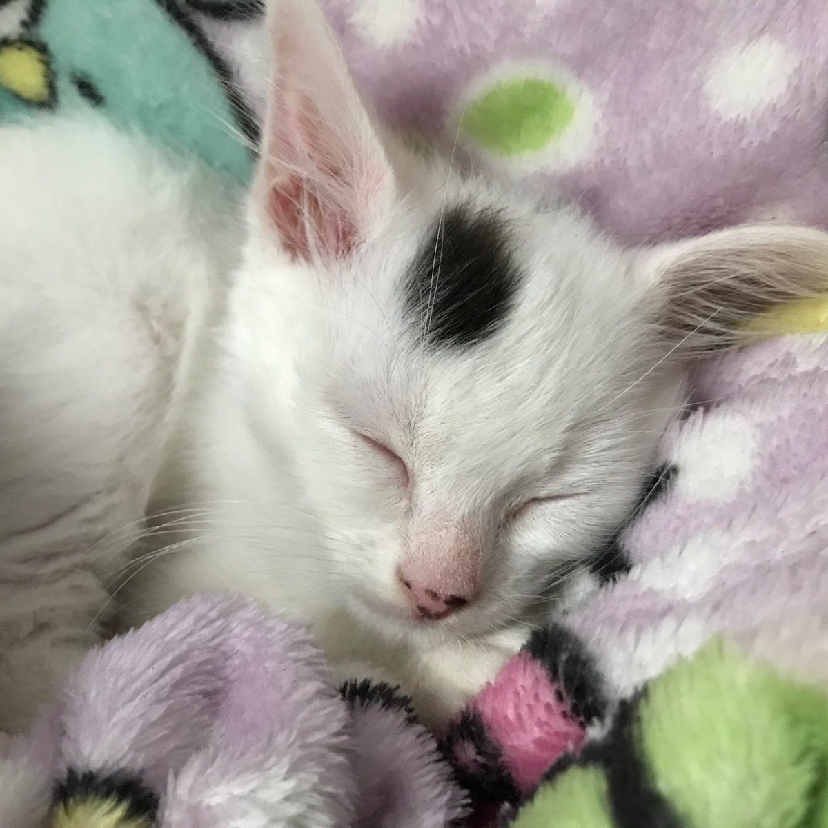 mailin ♡ tweet media